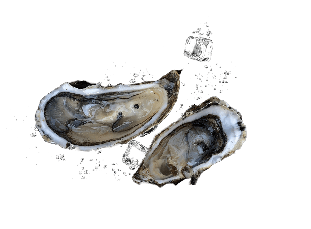 oyster