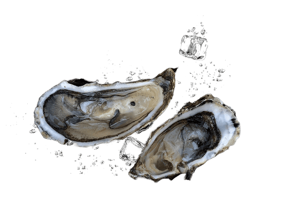 oyster